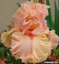 Load image into Gallery viewer, Peach colored dragon bearded Iris
