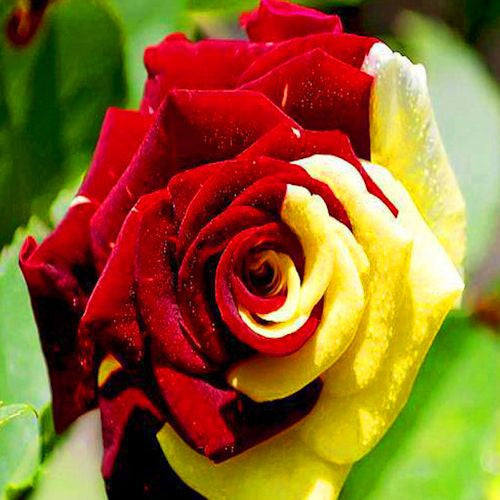 RARE ---Jaune Rouge Rose seeds -approx. 10