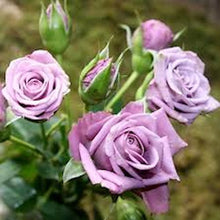 Load image into Gallery viewer, Pale Lavendar Rose - 12 seeds
