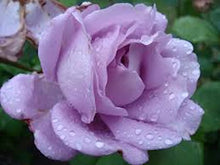 Load image into Gallery viewer, Pale Lavendar Rose - 12 seeds
