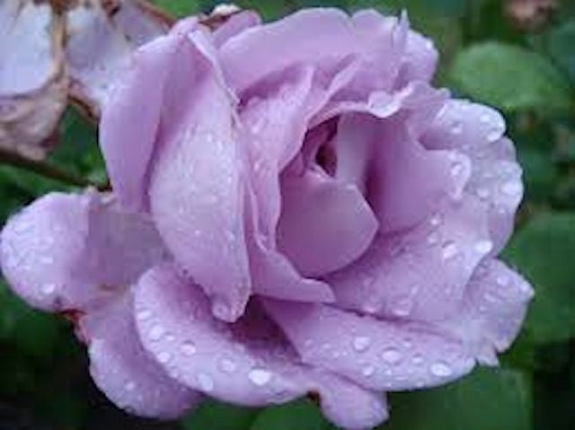 Lavender Rose - 12 seeds