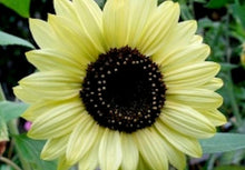 Load image into Gallery viewer, LEMON QUEEN SUNFLOWER seeds
