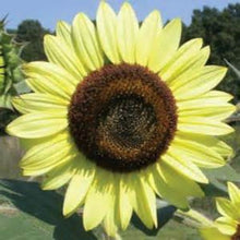 Load image into Gallery viewer, LEMON QUEEN SUNFLOWER seeds
