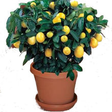 Load image into Gallery viewer, Lemon Tree/ Lime Tree seed pack Combo Special!!
