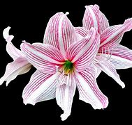 Load image into Gallery viewer, LILY - WHITE WITH RED-sale
