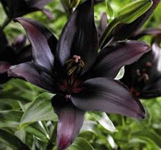 Lily seeds- Black
