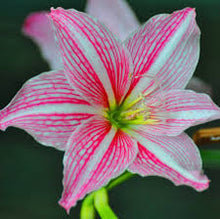 Load image into Gallery viewer, Candystriped LILY seeds
