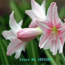 Load image into Gallery viewer, Candystriped LILY seeds
