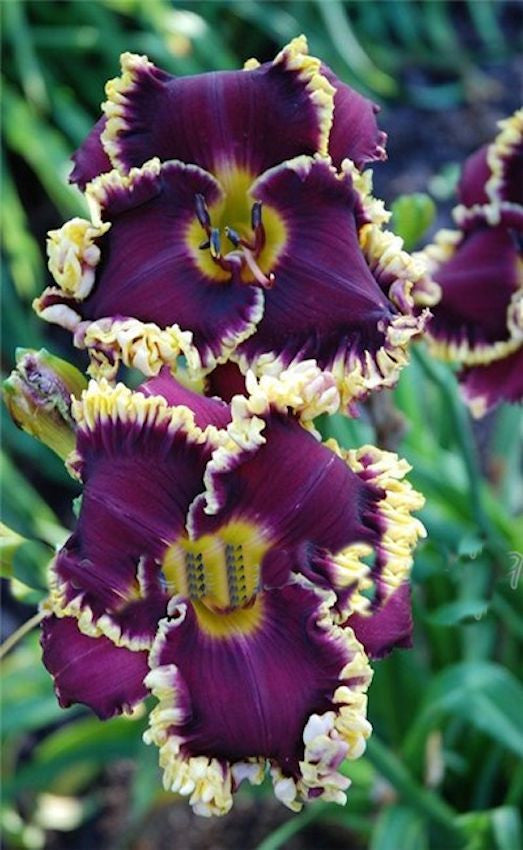 LILY-- PURPLE/YELLOW -- 10 seeds
