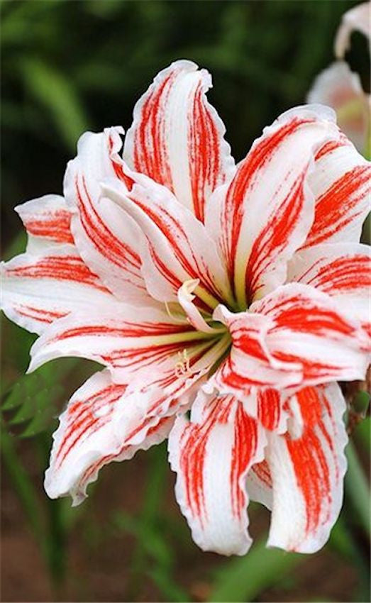 LILY - WHITE WITH RED-sale