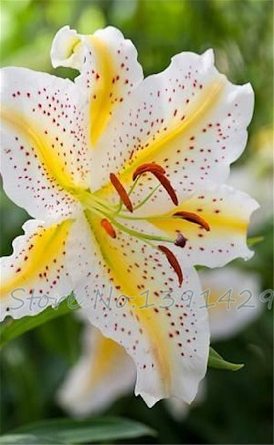 LILY-- YELLOW AND WHITE-- 10 seeds