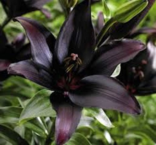 Black lily seeds-sale