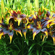 Load image into Gallery viewer, Black Lily with Yellow -seeds
