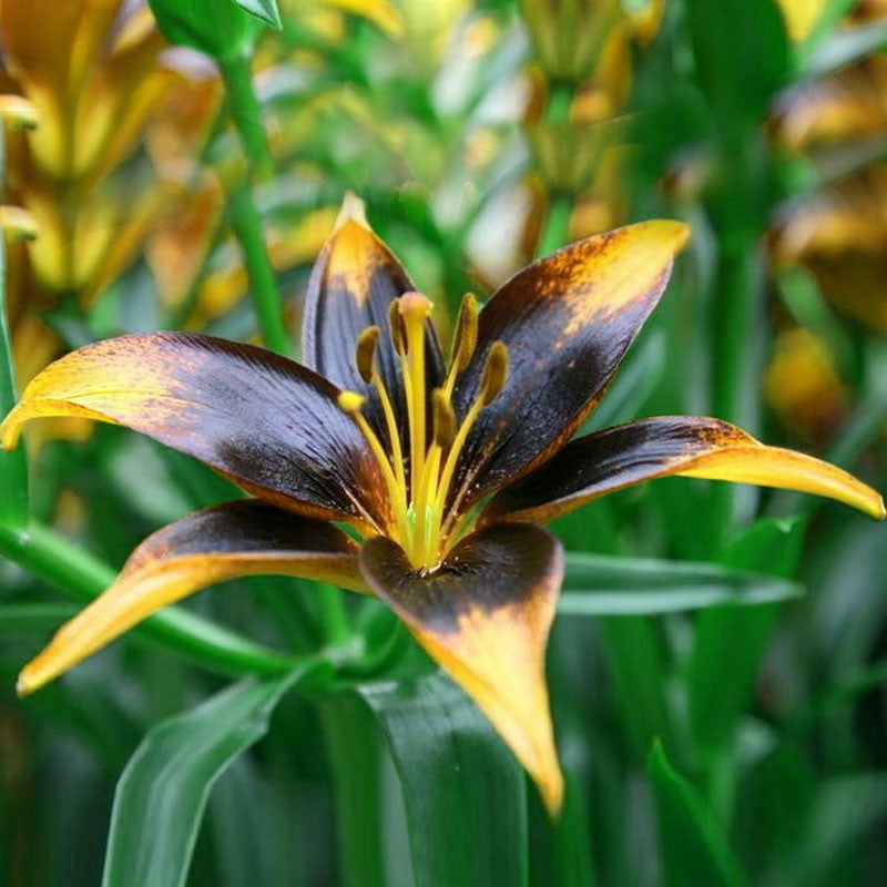 Black Lily with Yellow -seeds