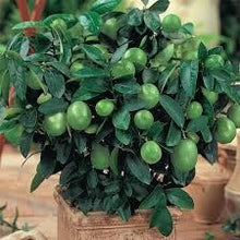 Load image into Gallery viewer, Lemon Tree/ Lime Tree seed pack Combo Special!!
