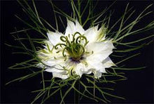 Load image into Gallery viewer, LOVE IN THE MIST-- &quot;Mrs. Jekyll White seeds
