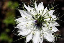 Load image into Gallery viewer, LOVE IN THE MIST-- &quot;Mrs. Jekyll &quot; White seeds-sale
