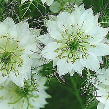 Load image into Gallery viewer, LOVE IN THE MIST-- &quot;Mrs. Jekyll &quot; White seeds-sale
