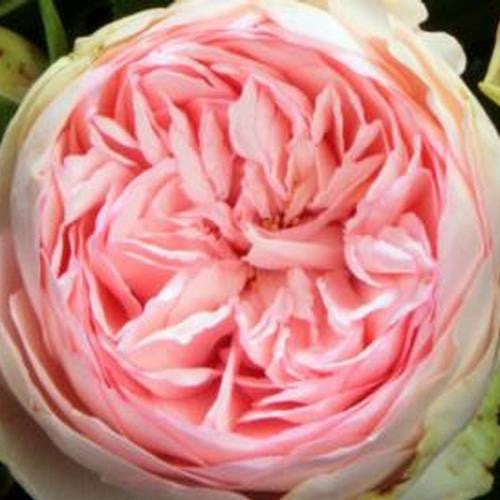 Meteor Rose seeds **approx. 20**