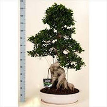 Load image into Gallery viewer, Micro Ficus Bonsai-seeds-10
