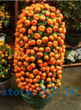 Load image into Gallery viewer, Mini Orange tree seeds
