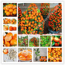 Load image into Gallery viewer, Mini Orange tree seeds
