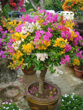 Load image into Gallery viewer, MIxed color Bouganvillea seeds
