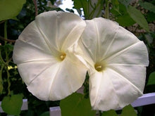 Load image into Gallery viewer, Morning Glory --&quot;PEARLY GATES&quot; --seeds
