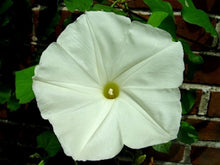 Load image into Gallery viewer, Morning Glory --&quot;PEARLY GATES&quot; --seeds
