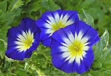Load image into Gallery viewer, Morning Glory &quot;Royal BLUE Dwarf&quot; seeds Approx 10
