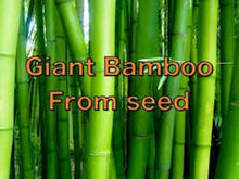 Load image into Gallery viewer, Moso Bamboo seeds

