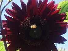 Load image into Gallery viewer, 20 &quot;MOULIN ROUGE&quot; SUNFLOWER seeds
