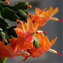 Load image into Gallery viewer, Orange flowering crab cactus- seeds
