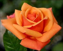Load image into Gallery viewer, Orange Rose seeds- Approx 10
