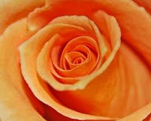 Load image into Gallery viewer, Orange Rose seeds- Approx 10
