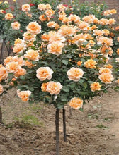 Load image into Gallery viewer, Orange Rose Tree seeds- Approx a dozen
