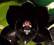 Load image into Gallery viewer, Black Orchid seeds
