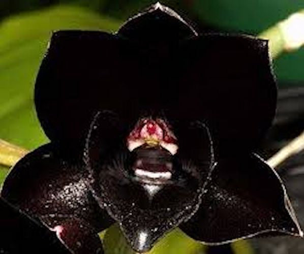 Black Orchid seeds