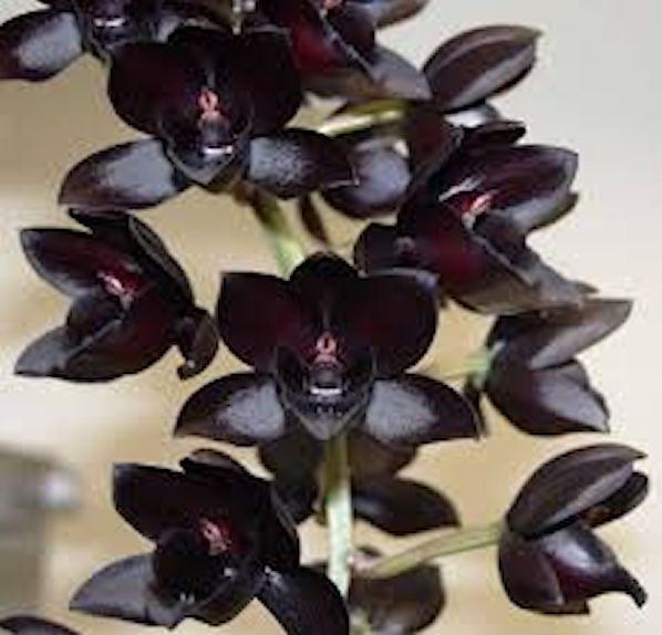 Black Butterfly Orchid -approx. 10 seeds