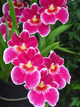 Load image into Gallery viewer, Orchid &quot;Exotic Pink&quot; seeds
