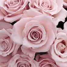 Load image into Gallery viewer, PALE PINK ROSE --seeds
