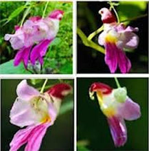 Load image into Gallery viewer, PARROT ORCHID --- 5 seeds
