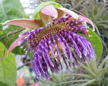 Load image into Gallery viewer, Passiflora Laurifolia - (passion Flower w/ edible fruit) 5 seeds
