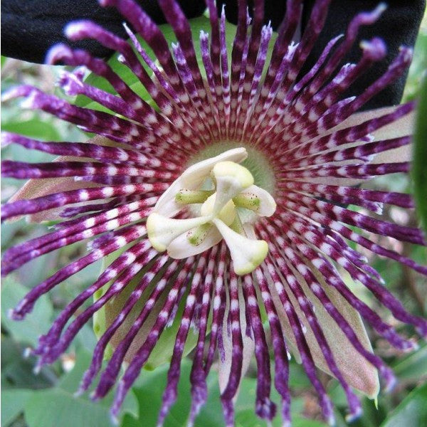 Passiflora Laurifolia - (passion Flower w/ edible fruit) 5 seeds