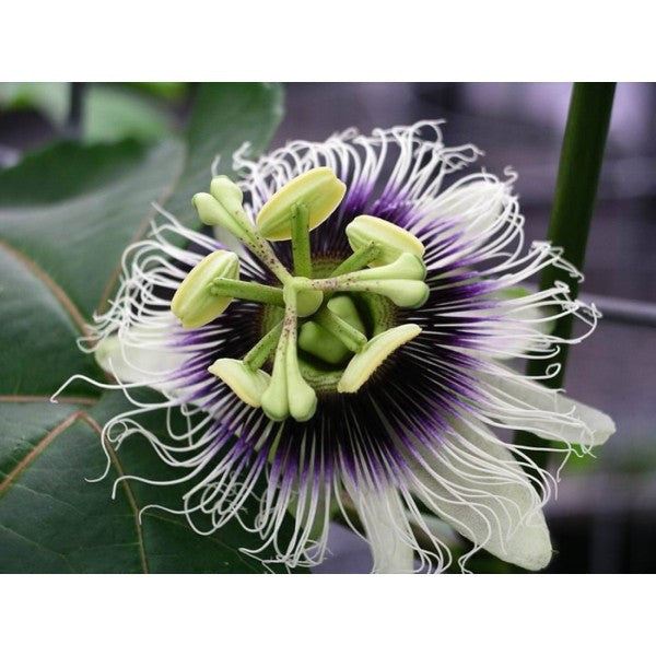 Passiflora- Black Beauty seeds