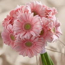 Load image into Gallery viewer, Pastel Pink Daisy seeds
