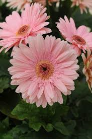 Pastel Pink Daisy seeds