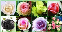 Load image into Gallery viewer, Collection of 6 pastel colored Rose seeds- 20
