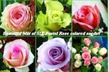 Collection of 6 pastel colored Rose seeds- 20
