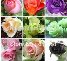 Load image into Gallery viewer, Collection of 6 pastel colored Rose seeds- 20
